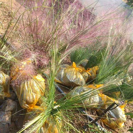 盆栽粉黛乱子草粉黛乱子草杯苗花海景观用苗粉黛乱子草