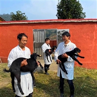 湘东黑山羊养殖,湘美种羊场信誉好,客户满意