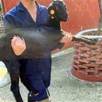 回复醴陵养羊户，小羊耳朵起疙瘩用什么药能治好