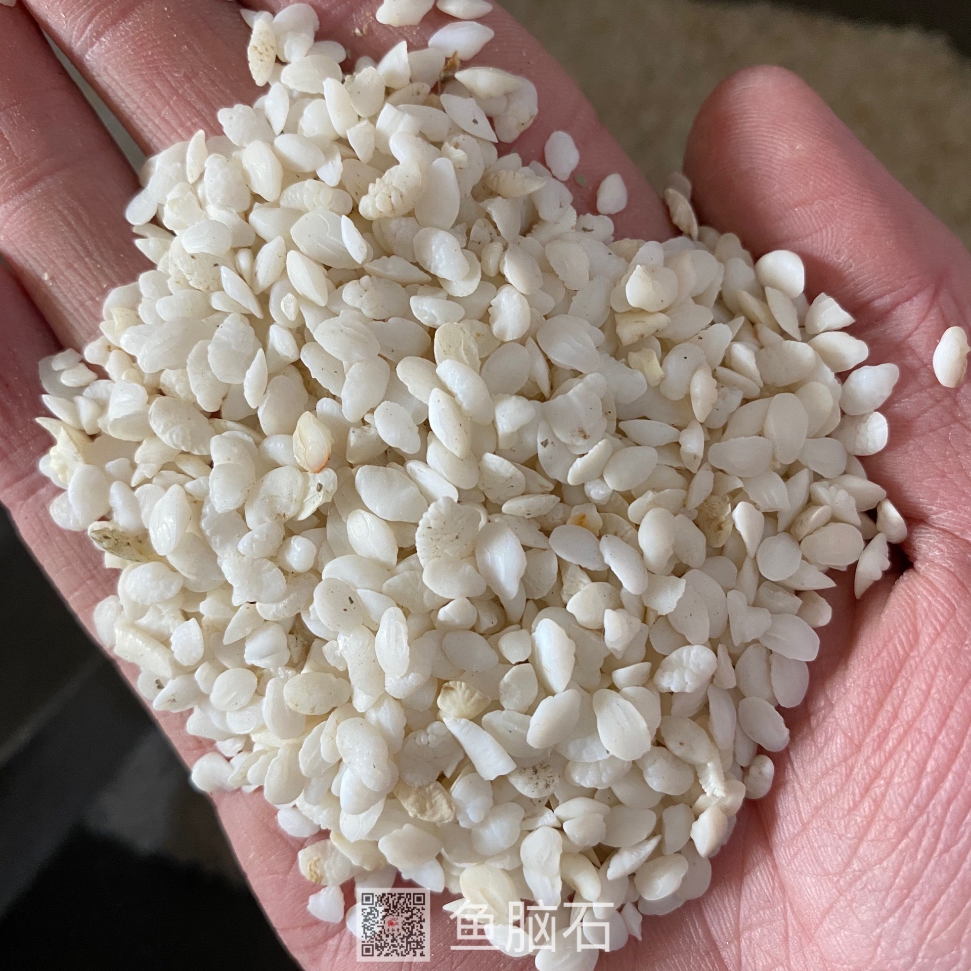 中药材鱼脑石干燥当年货鱼脑石