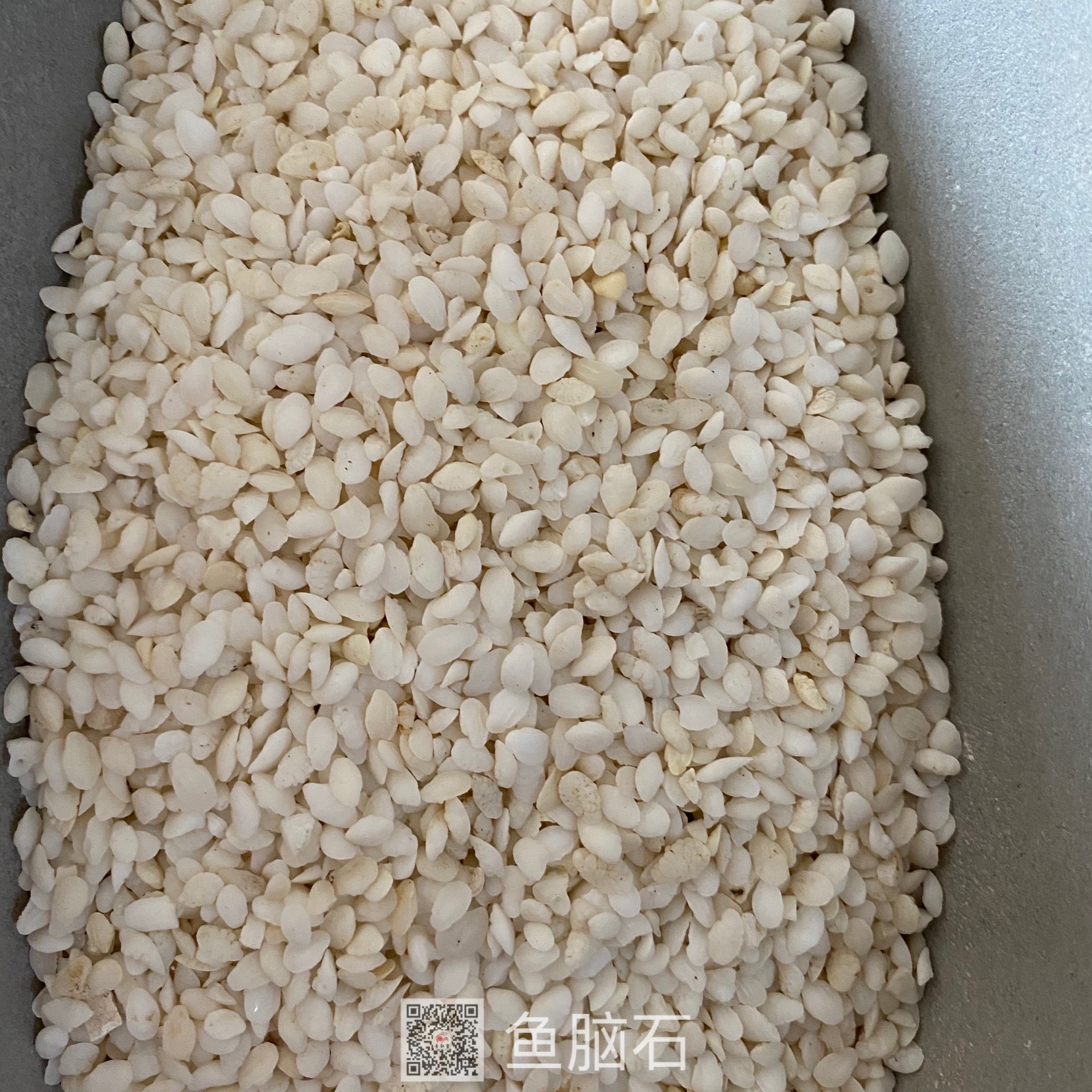 中药材鱼脑石干燥当年货鱼脑石