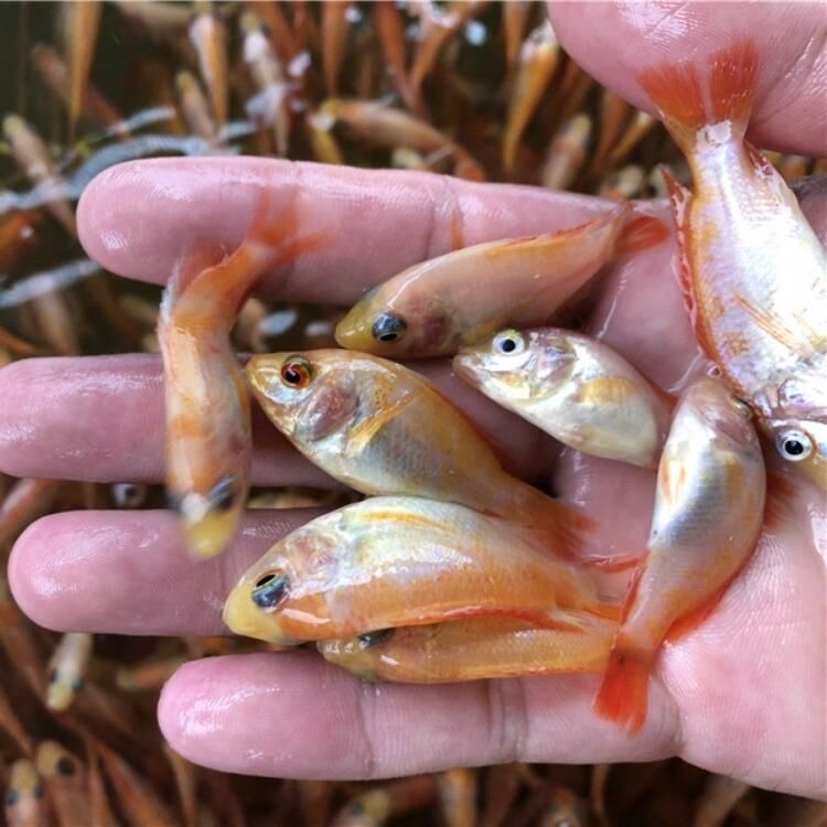 大型苗場供應星洲紅羅非魚苗 彩虹鯛魚苗養殖方法