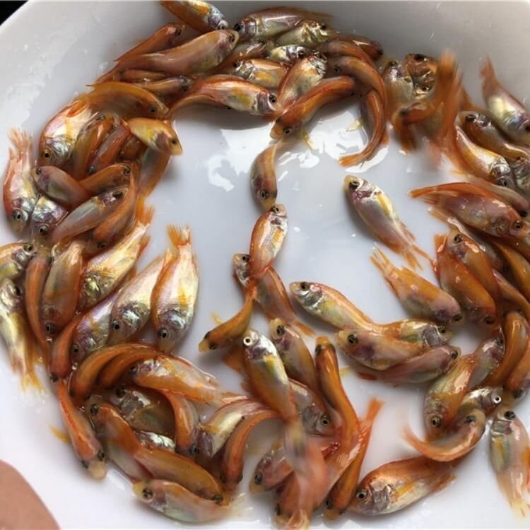 生活习性:与其它罗非鱼一样,红罗非鱼属热带广盐性鱼类,耐低氧,窒息