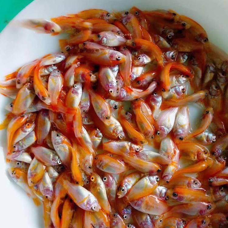 快大好養紅羅非魚苗 羅非魚苗供應基地 彩虹鯛魚苗批發