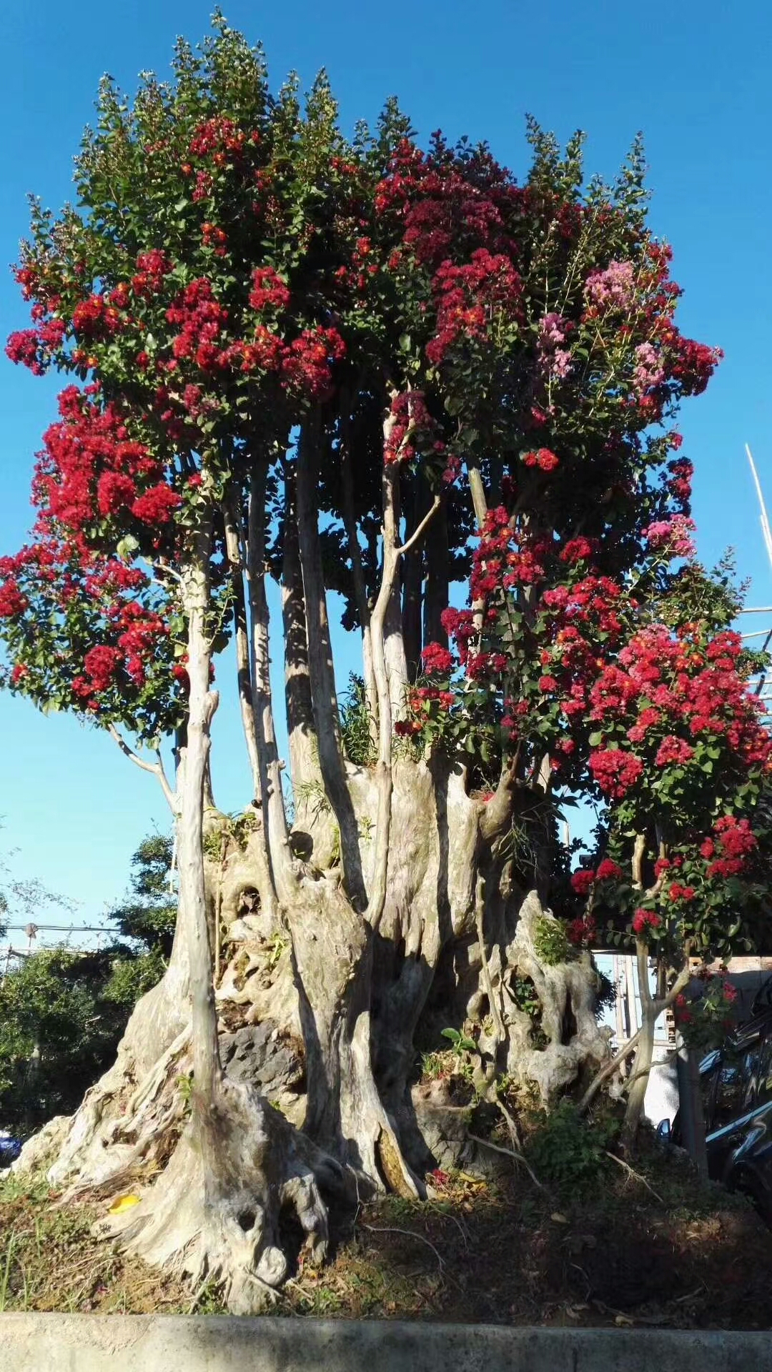 紫薇樹樁 紫薇樹盆栽種植基地 批量出售批發