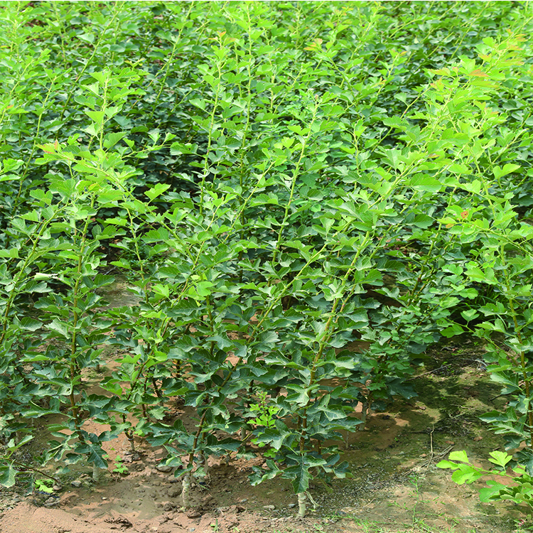 土壤适应强 供应大果山楂苗 茂盛 供应无籽山楂苗价格