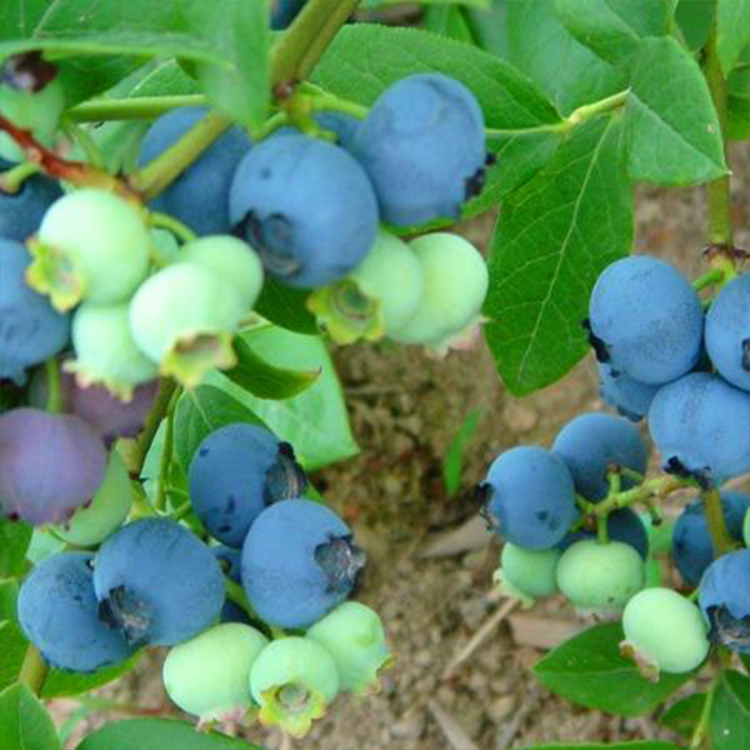 新品种迪克西蓝莓苗直销蓝莓苗茂盛保湿发货