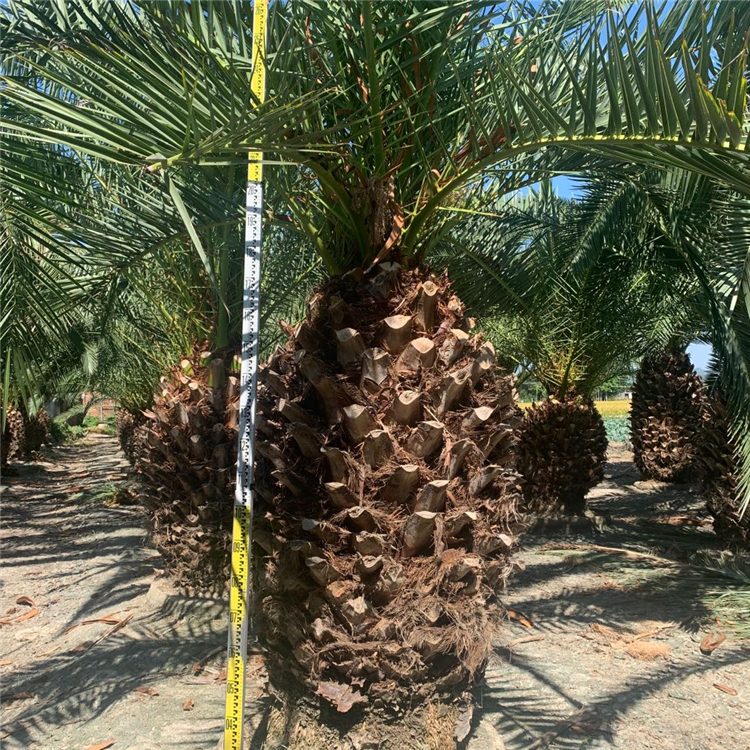 30头加拿利海枣袋苗 移植加拿利海枣 银海枣 狐尾椰子各种棕榈树大量供应
