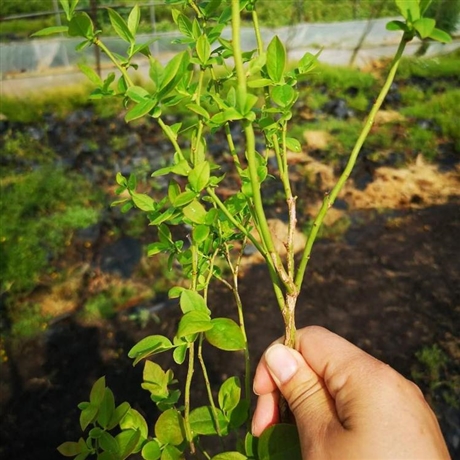 布兰瑞克无花果苗的叶片 结果无花果苗 茂盛 简介