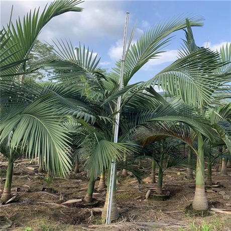 假槟榔树厦门棕榈假槟榔冠幅报价价格优惠