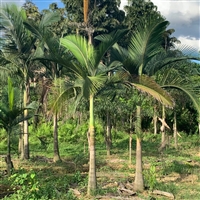 棕榈树假槟榔椰子树批发 福建基地假槟榔袋苗 各种棕榈树供应