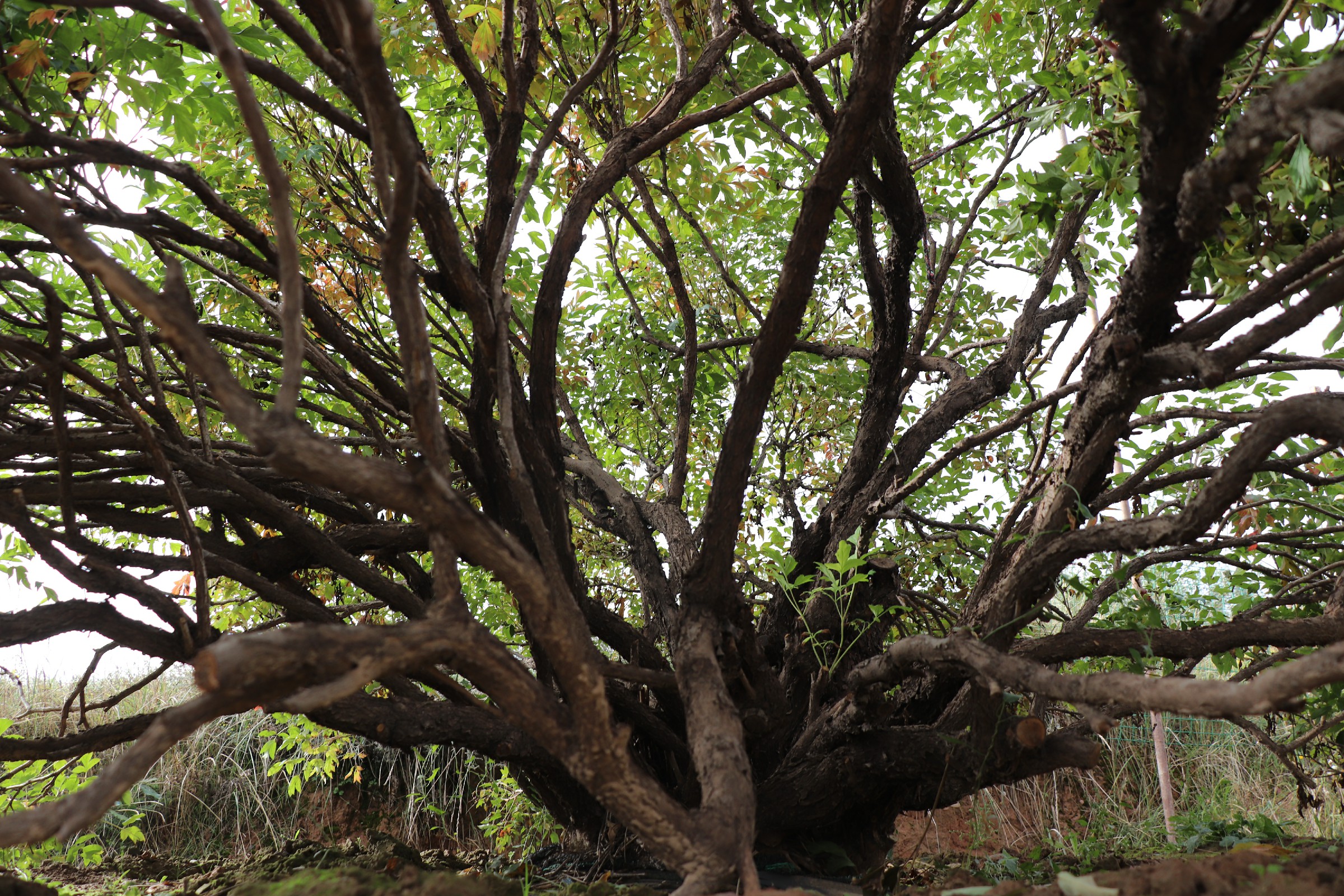 风水庭院栽种的牡丹大树中川紫斑牡丹古树