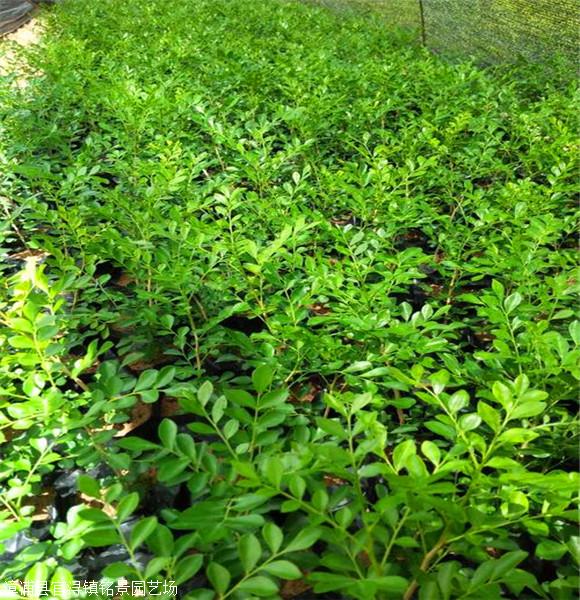 九里香批发 西藏九里香小苗 地被用苗九里香