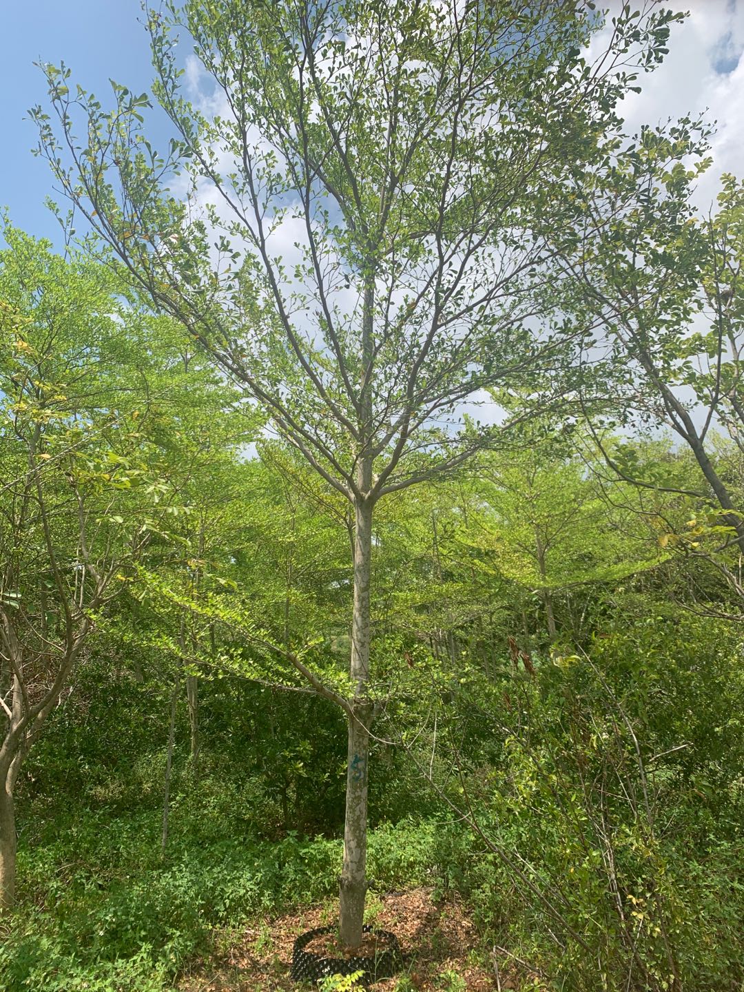 精品小葉欖仁基地直供錦葉欖仁小葉欖仁假植苗小葉欖仁基地