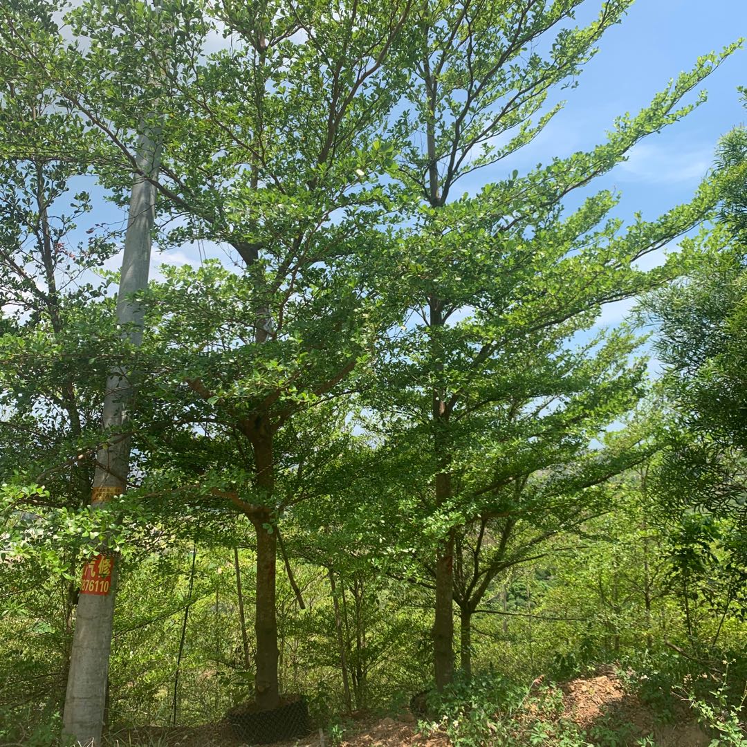 精品小葉欖仁基地直供錦葉欖仁小葉欖仁假植苗小葉欖仁基地