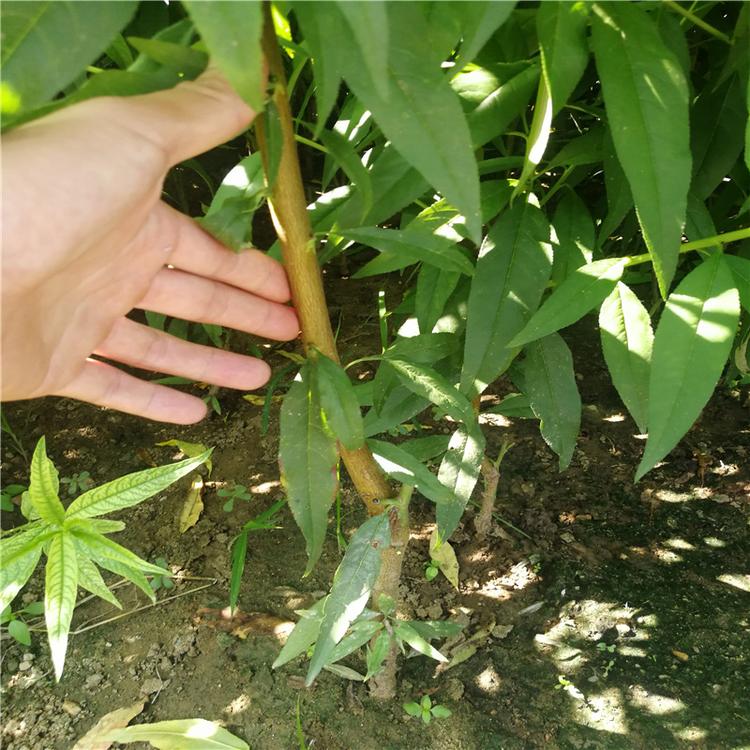 冬桃树苗批发 高度1米桃苗2.5一棵 基地现挖现发当年结果