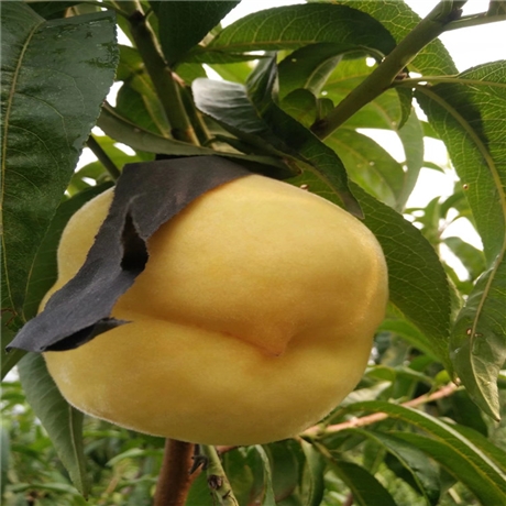 瑞蟠21号桃苗3公分桃树苗春蜜桃树苗适合栽种的地区