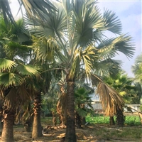 大量供应霸王棕 山东霸王棕小苗 各种规格棕榈树出售