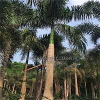 4米杆大王椰子地苗 价格 基地批发大王椰子假植苗 狐尾椰子地苗