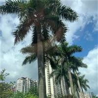 大王椰子树批发 5米杆大王椰子树报价 批发各种棕榈树