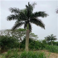 大王椰子树批发 基地直供大王椰子价格 狐尾椰子各种棕榈树