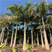 福建棕榈树基地 大王椰子树地苗直供 批发椰子树 狐尾椰子假槟榔
