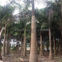 基地直销大王椰子 大王椰子移植苗 中东海枣 狐尾椰子棕榈树