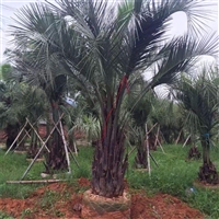 布迪椰子 福建布迪椰子现货供应 老人葵 大王椰子各种棕榈树批发