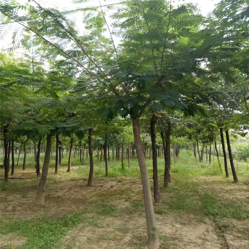 品种合欢用途风景树防护树树形龙枝形是否古树否栽培环境露天树叶色系