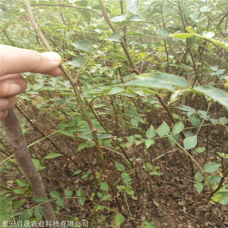 無刺花椒苗現貨供應05公分花椒樹價格實惠大紅袍花椒苗