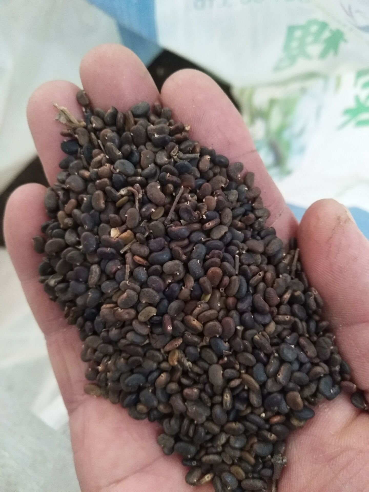 分析2016红三叶草种子价格趋势