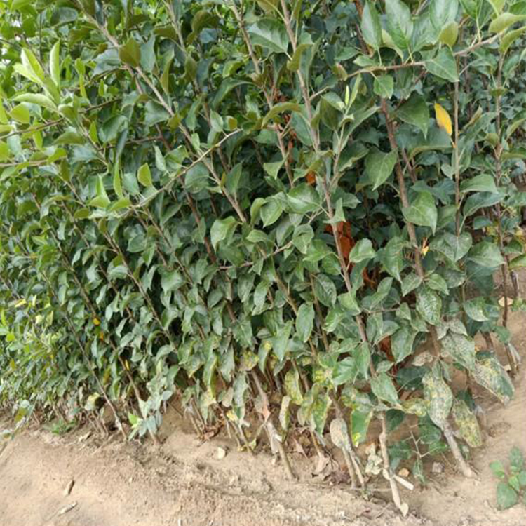 1年瑞香红苹果苗 2公分黑苹果苗 国迎 推荐种植