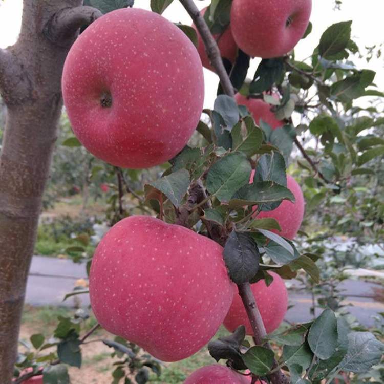 1公分紅肉蘋果苗批發瑞雪蘋果苗國迎廠家報價