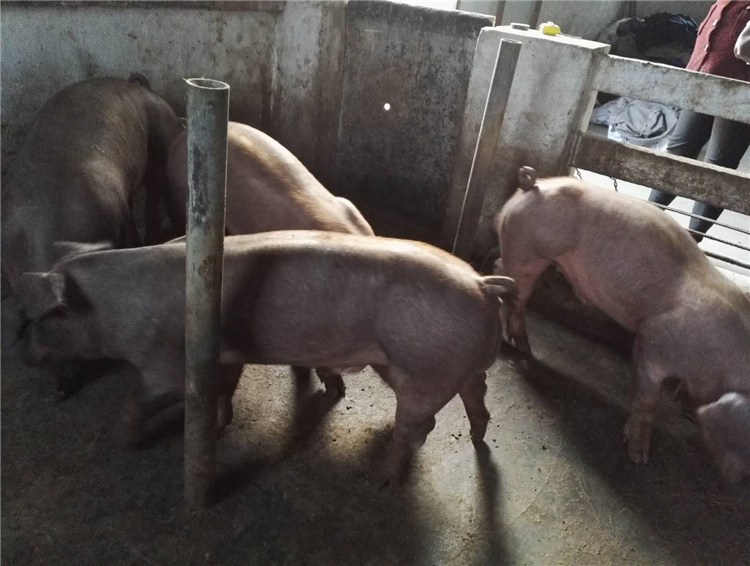 南充天兆种猪场马身猪原种