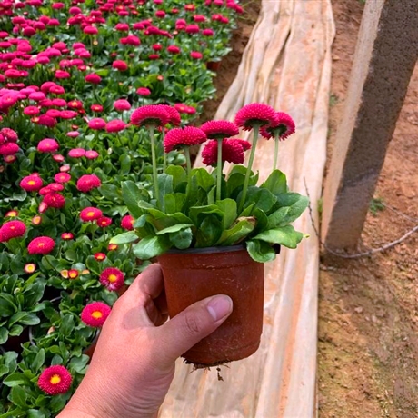 供应雏菊苗雏菊工程苗绿化工程专用雏菊