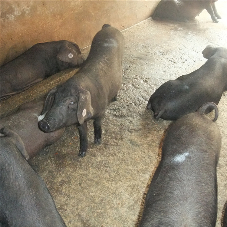 6,巴克夏猪原产自英格兰巴克郡,后者中文名是改由