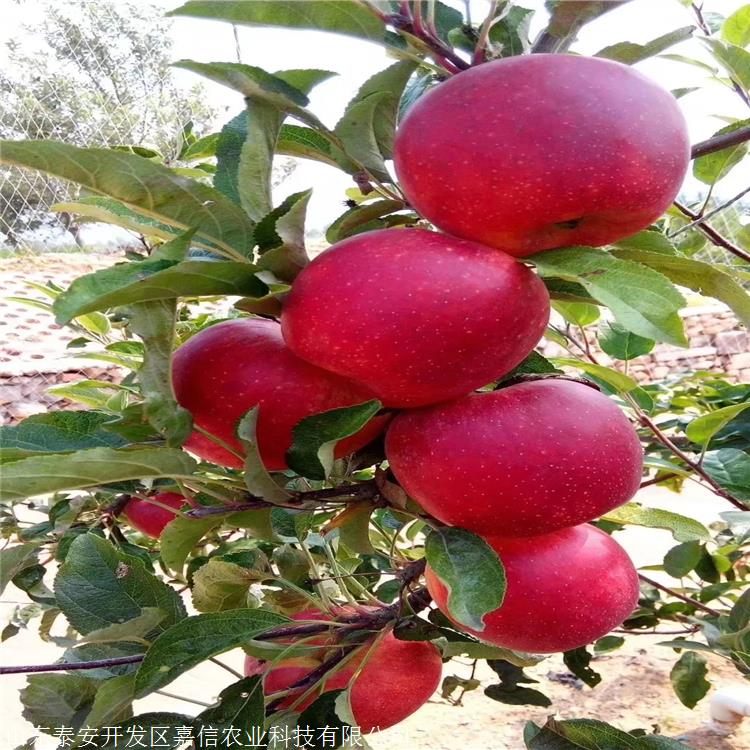 烟富6号苹果苗优缺点