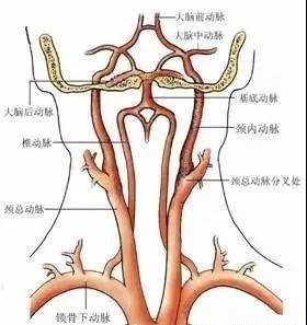 颈动脉小球图片