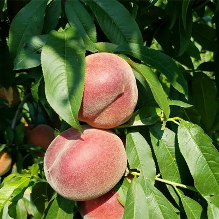 金霞油蟠桃基地报价金霞油蟠桃当年结果苗圃基地