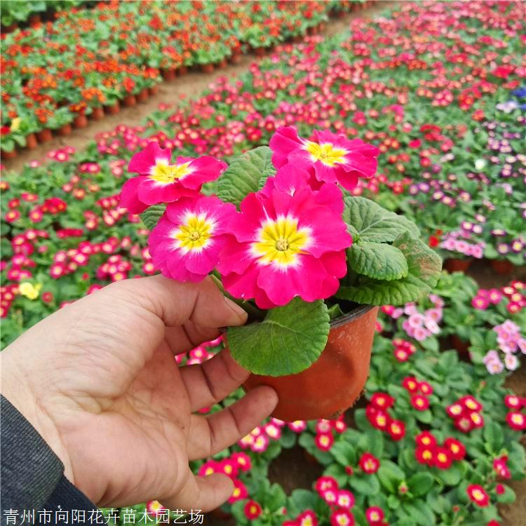 出售報春花盆栽黑龍江報春花袋苗報春花種植基地