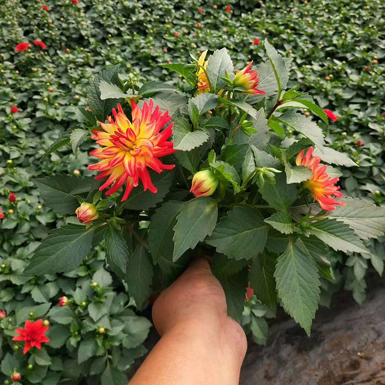 小丽花种植基地 批发小丽花幼苗