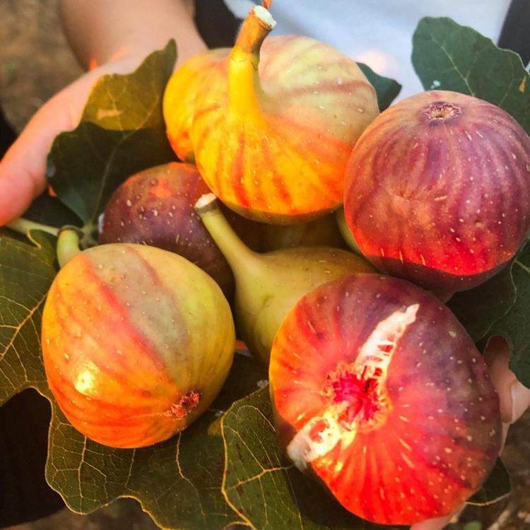 大青皮無花果苗 日本紫果無花果苗生長適溫 炳田 種植技術