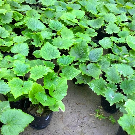 供应瓜叶菊苗山东瓜叶菊花色丰富鲜艳