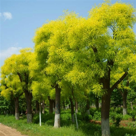 庭院植物国槐工程园林国槐绿化行道国槐出售厂家