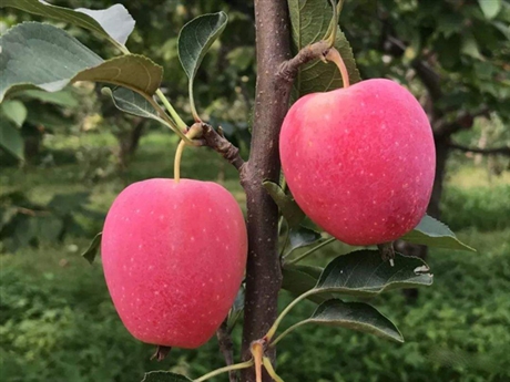 矮化烟富8号苹果苗价格 苹果苗报价及价格合理