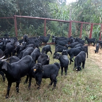 黑山羊羔养殖，栏舍环境要求