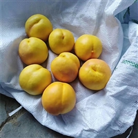 金秋红蜜桃树苗价格优惠 金秋红蜜桃树苗品种齐全 现货供应