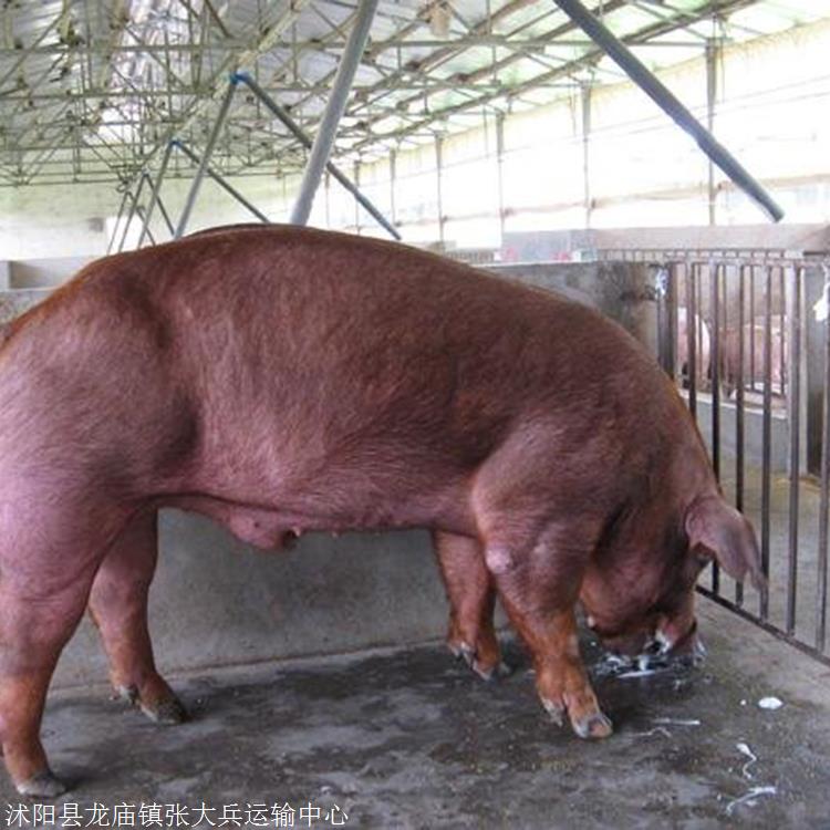 陕西省 富源牧业 购买杜洛克猪 长白种猪厂家直销 现货供应