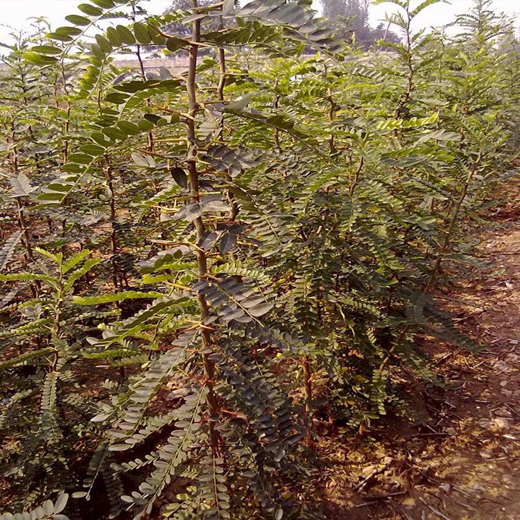 基地出售皂角小苗小规格皂角树苗炳田皂角树根系发