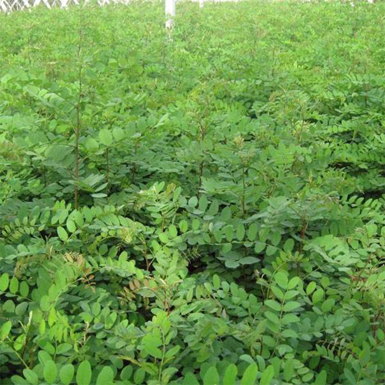 批发出售刺槐小苗 基地直销刺槐小苗 炳田 常年供应刺槐苗